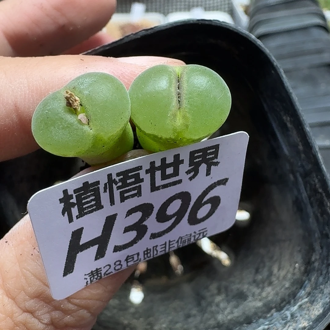 多肉植物的润泽fgn