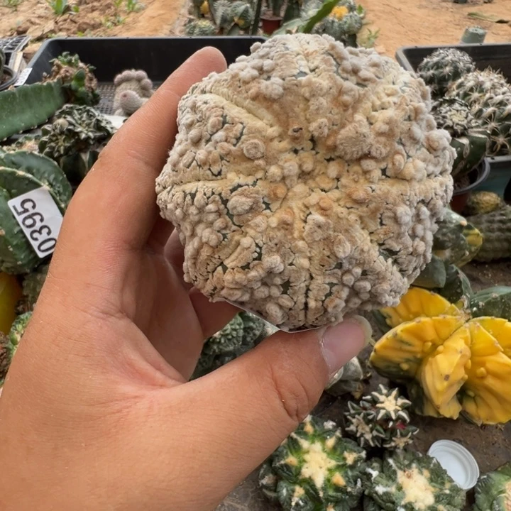 小****噻兜兜仙人球787号