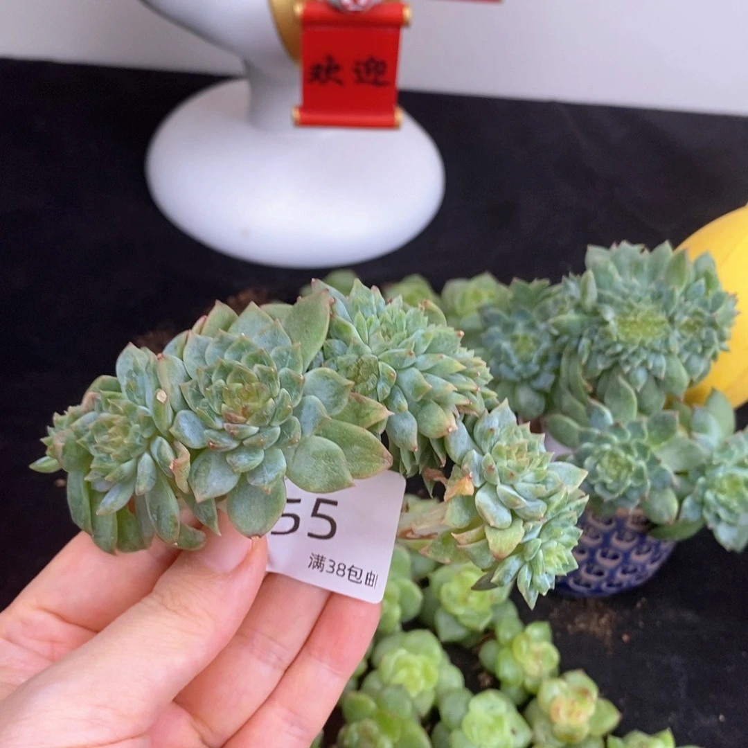 55号八头带缀冰魄小树