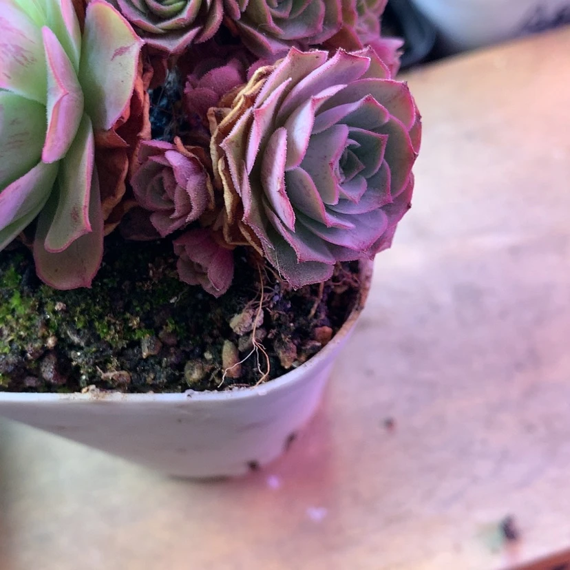 【闪购商品】予**এA27孤品侧牙