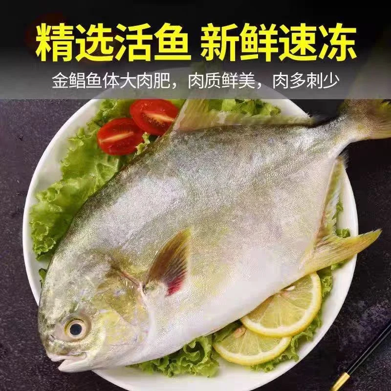广西北海金鲳特惠尝鲜价单条200-250克活鱼锁鲜深海金鲳鱼