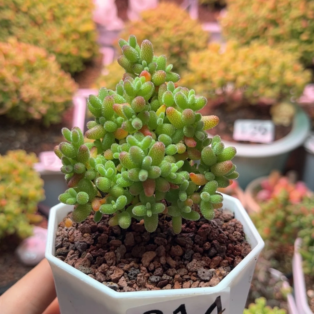 314金桔可爱多肉植物