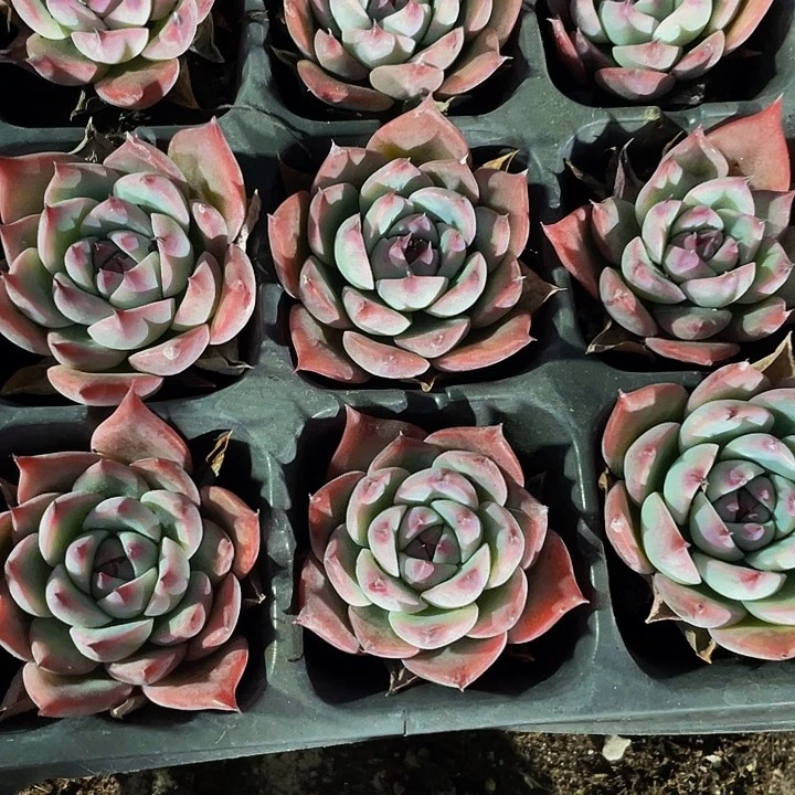 小吉娃娃1元带土土