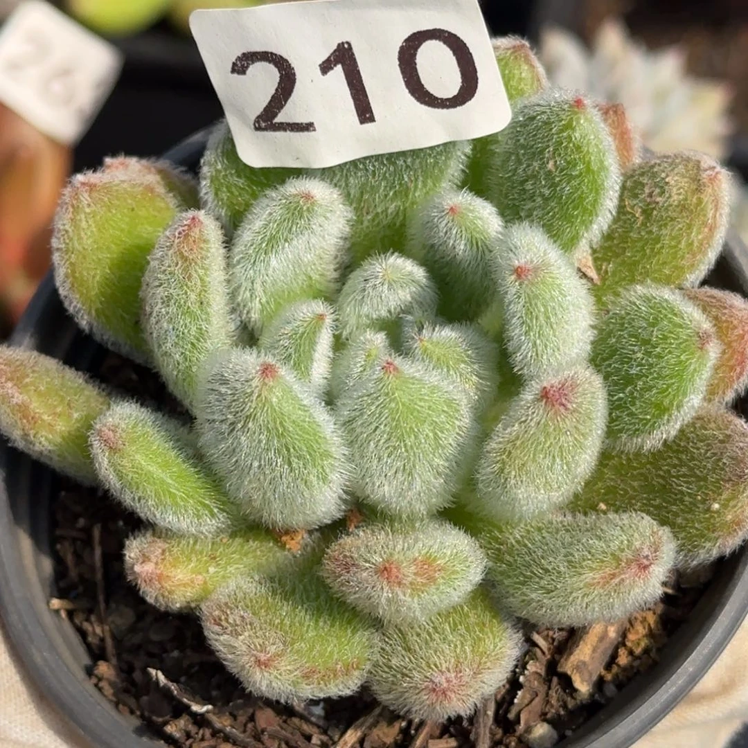 210号一物一拍一物一拍