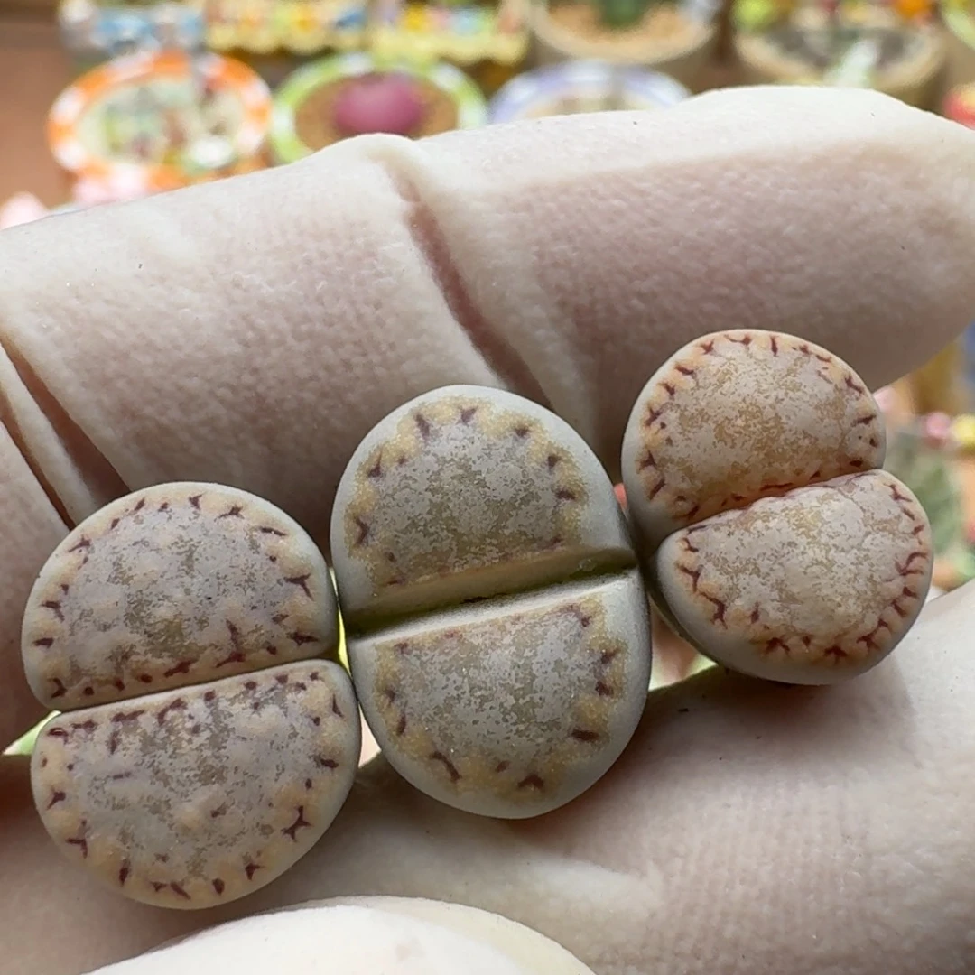 煮***茶1229-03饼干1621.6优选