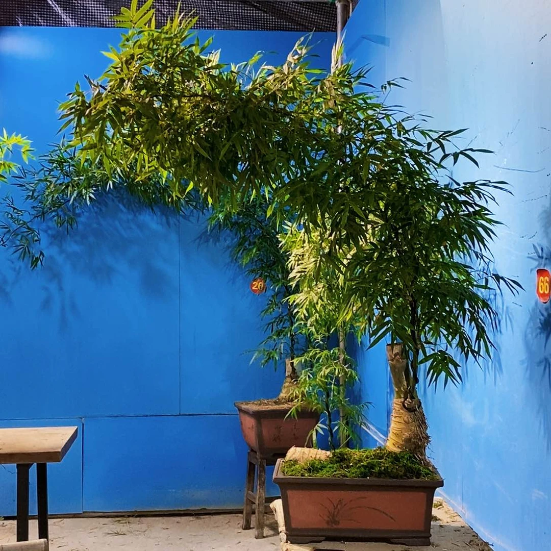 医***命无花朵小叶簕竹一物一拍