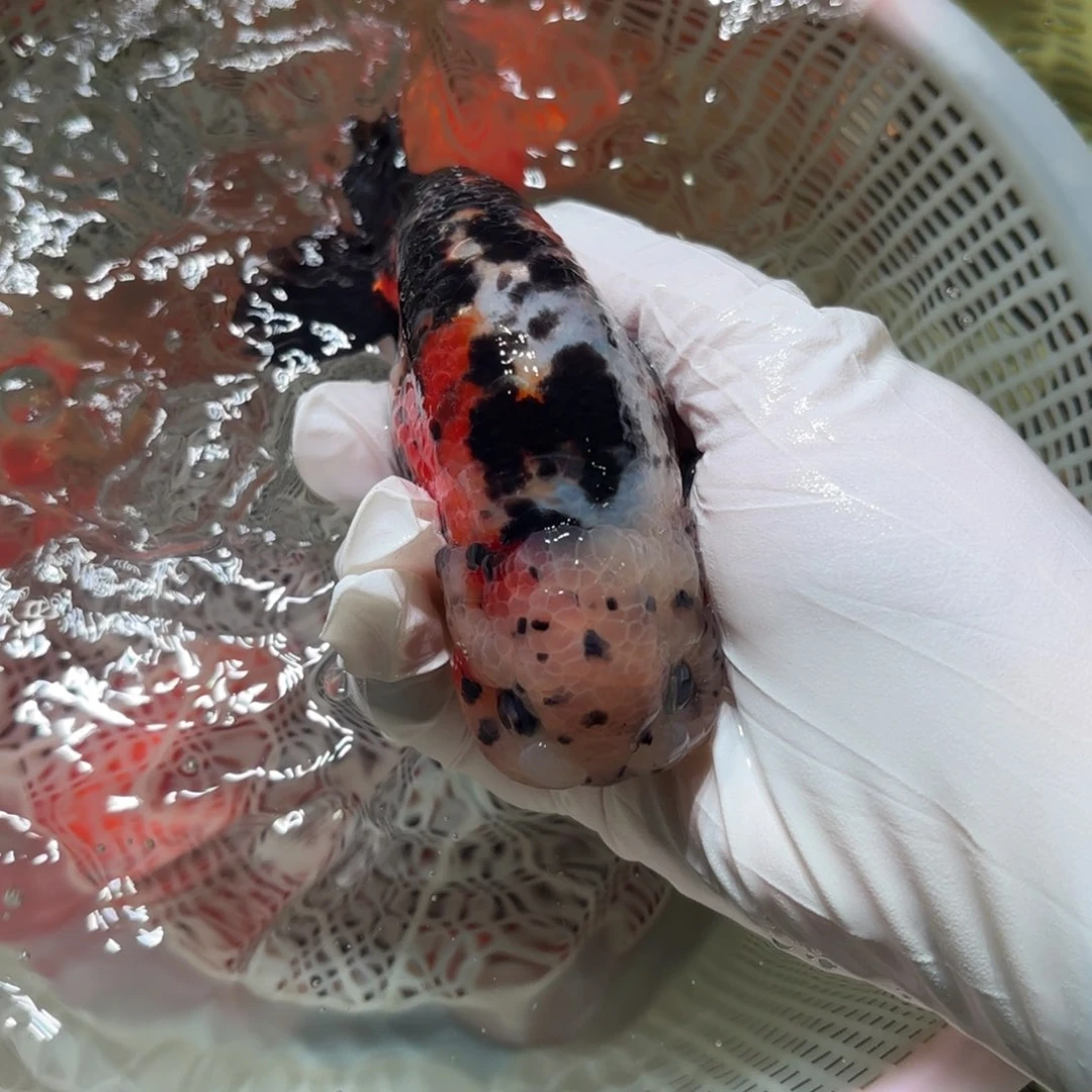 金鱼尾巴歪运费自理不包邮