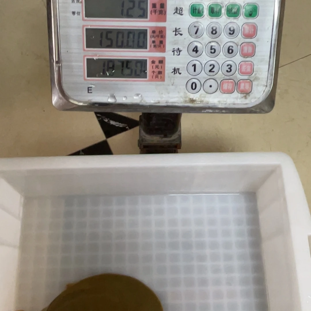 野生甲鱼包邮包活