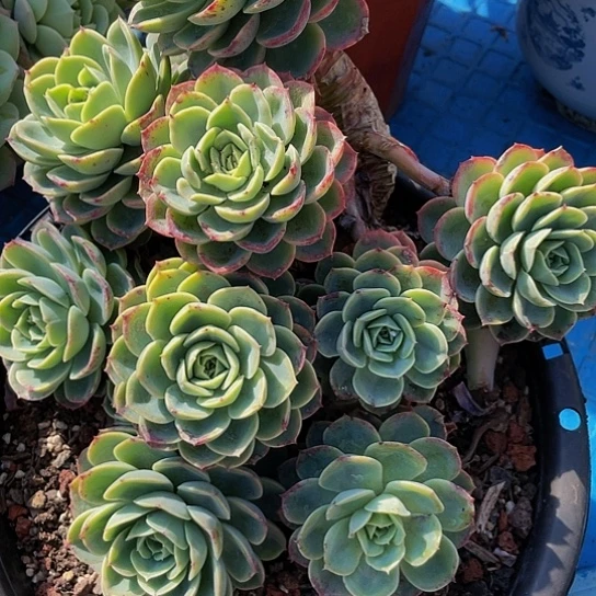 微**晓哈密瓜18027多肉