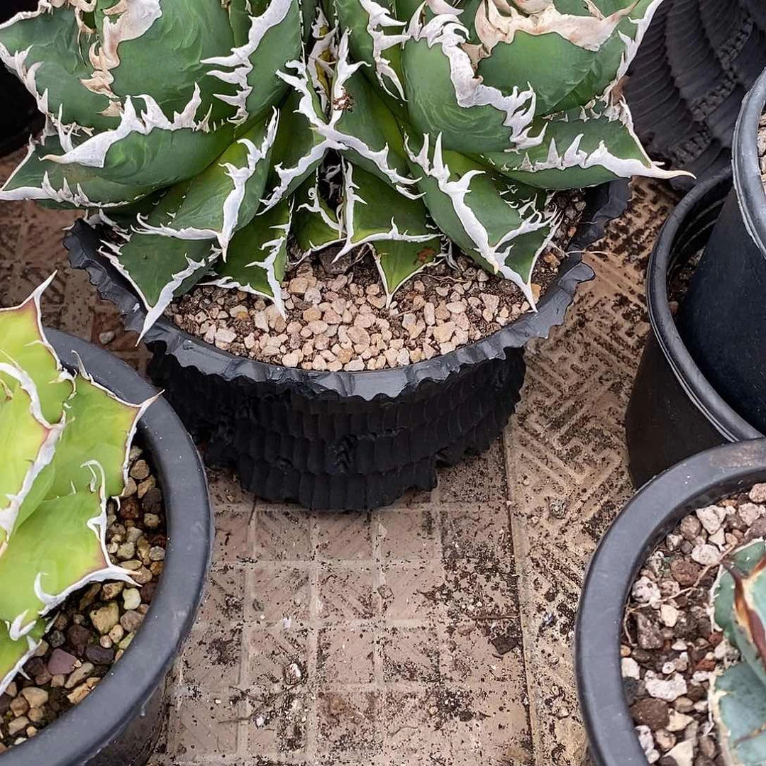 多肉植物龙蛇兰植物