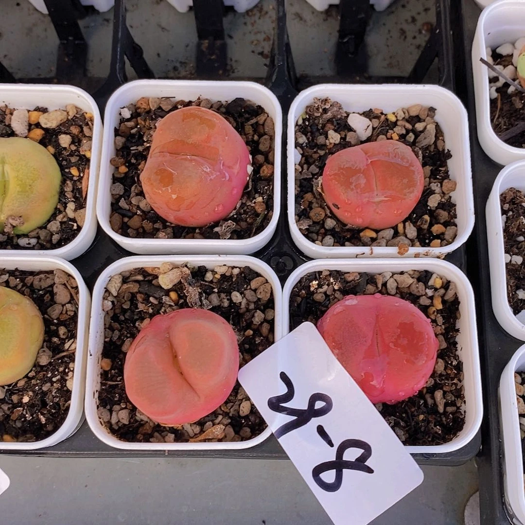 29-8-红毛毛单头福利一颗量拍