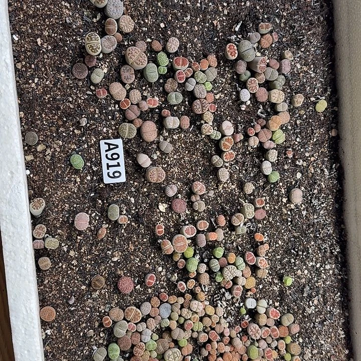 生919石花整筐脱土发货