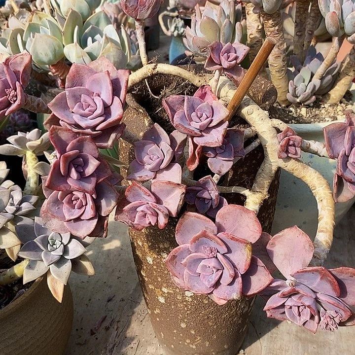 彩虹糖妖桩整无砍多肉