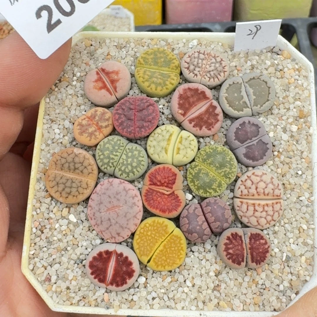 蘑菇蘑菇2003新手彩套