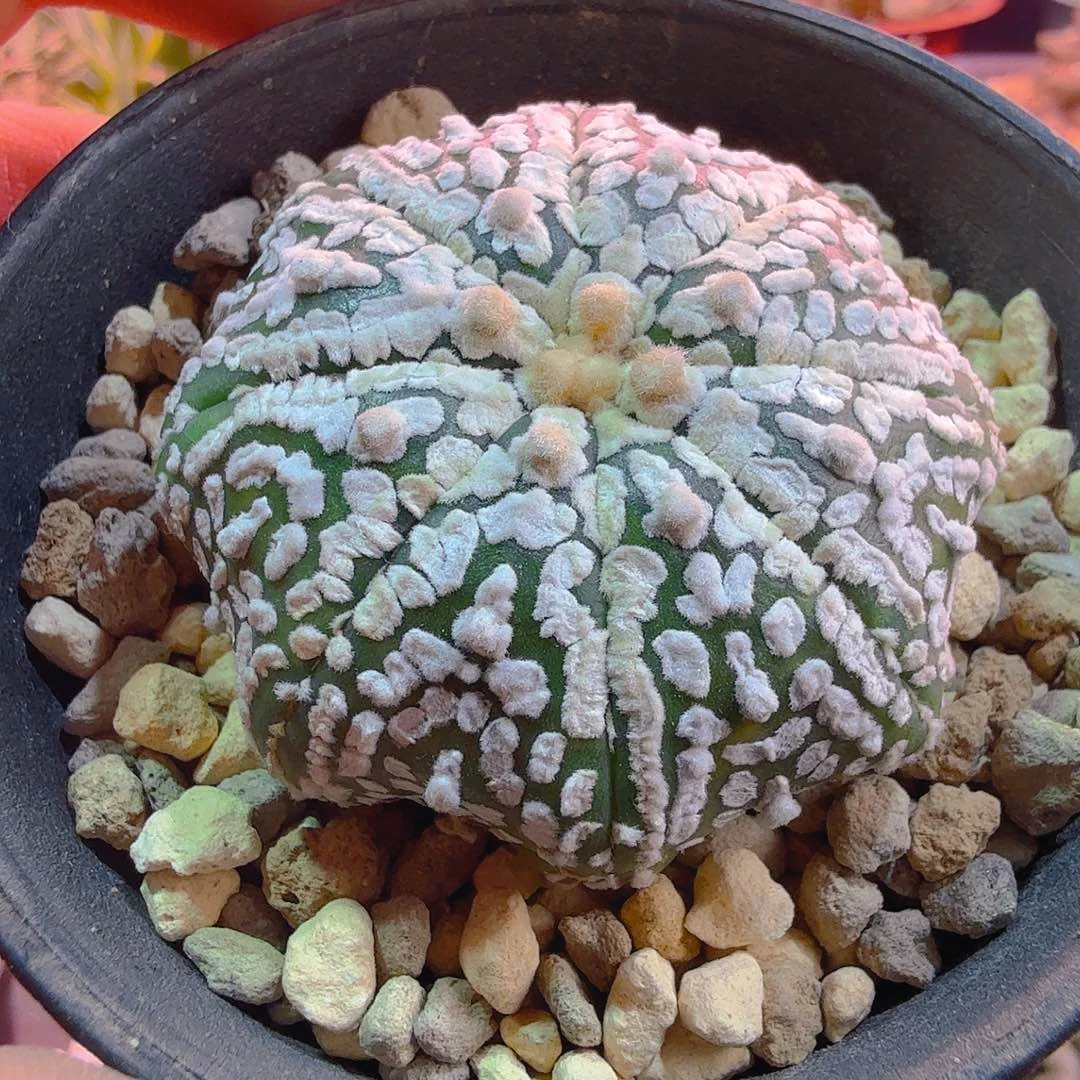 浓白海星八角兜兜多肉植物