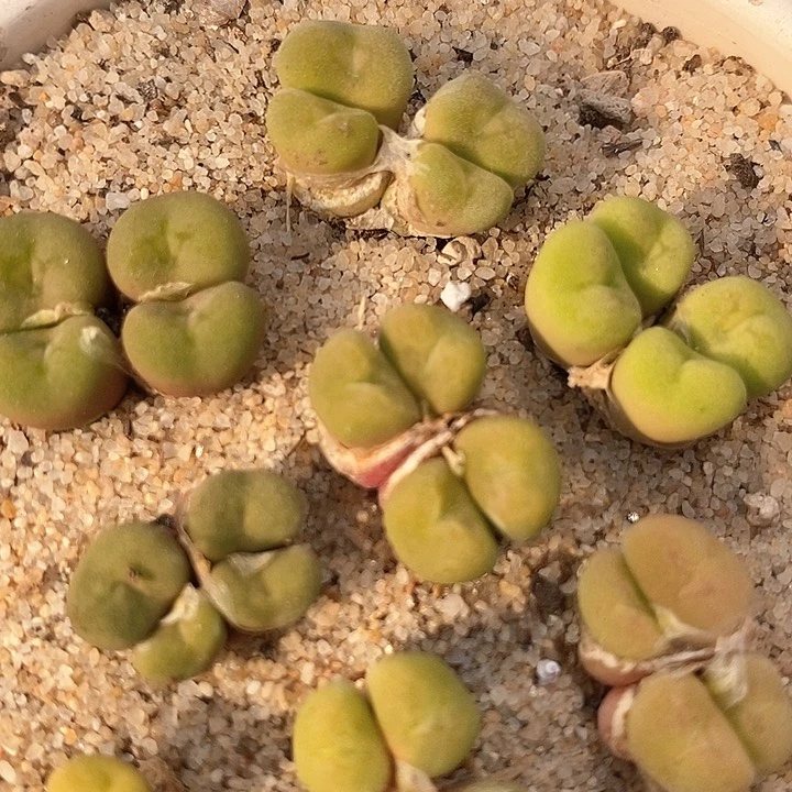 四头空卡佛母本一颗