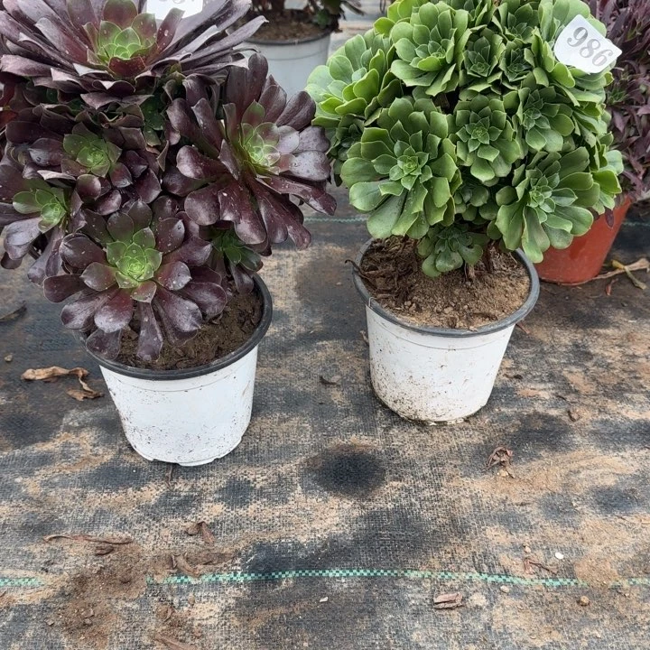 957986欧紫➕绿杨蓉包邮。