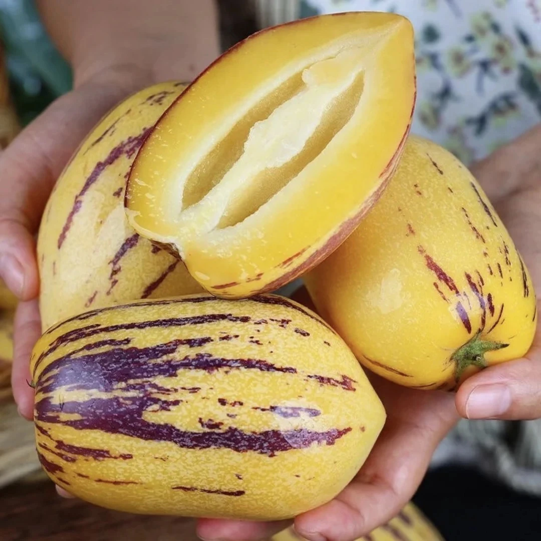 【小华专属】甘肃民勤沙漠果树熟黄肉清甜多汁低糖新鲜水果