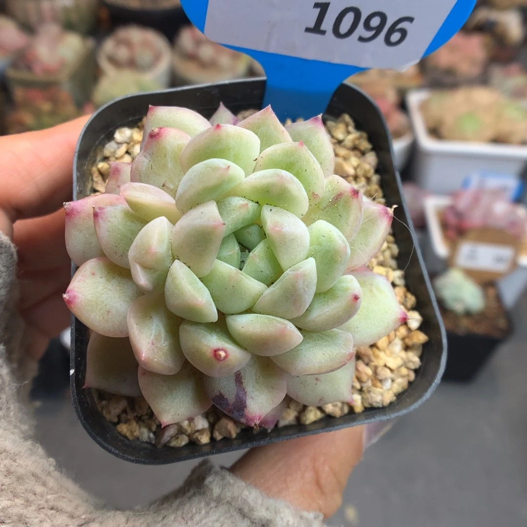 1096珍妮石化多肉植物