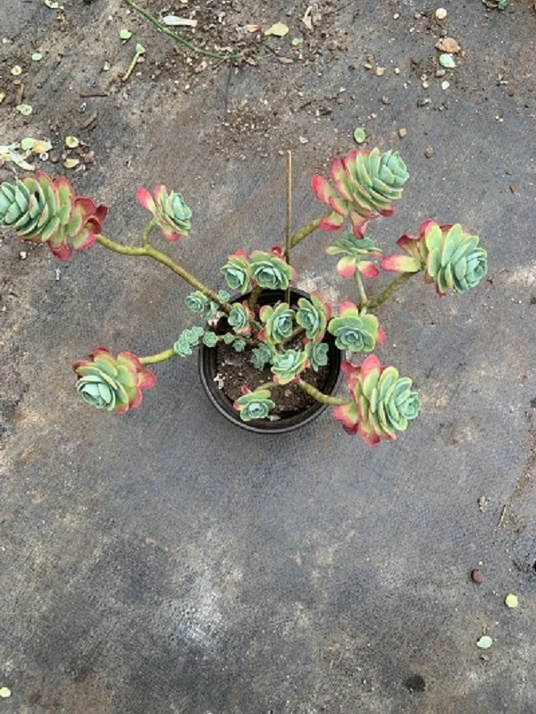 薄化妆多肉植物飘枝老桩耐寒耐旱易养活