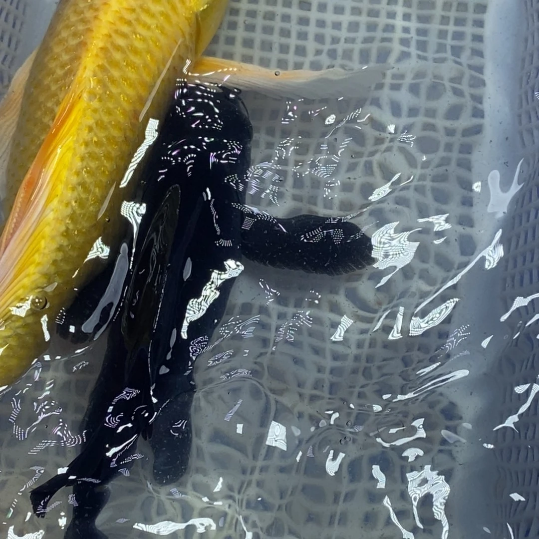 锦鲤冷水锦鲤包邮