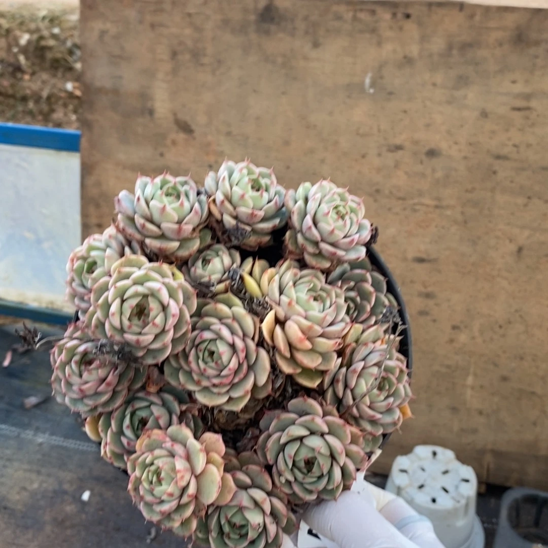 117笨吧蒂斯一物一拍