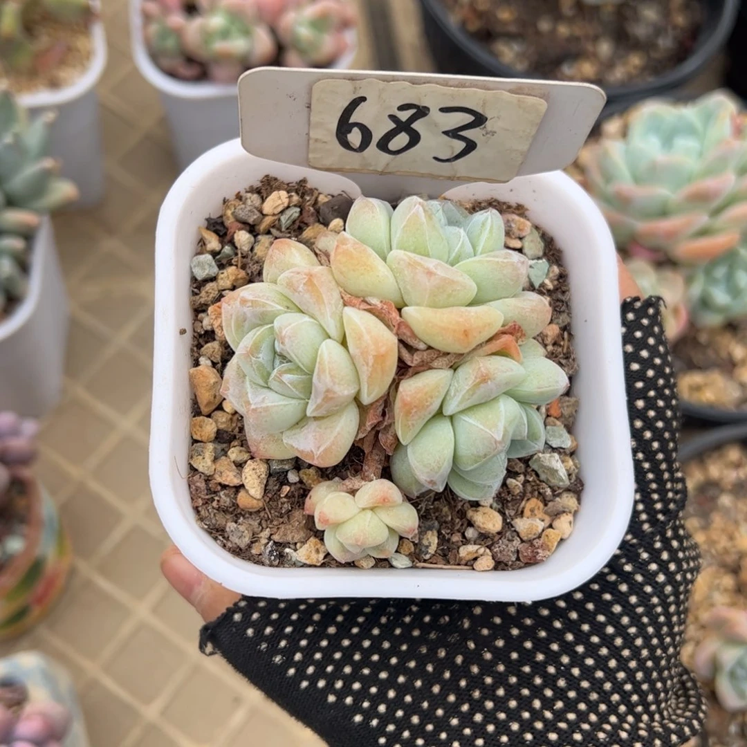 （****✌683号多肉植物