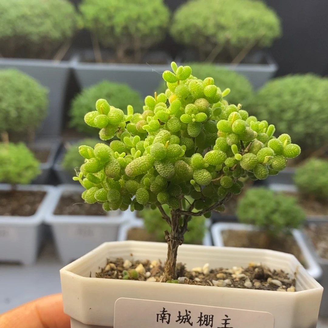 195蜜橘糖球枝干