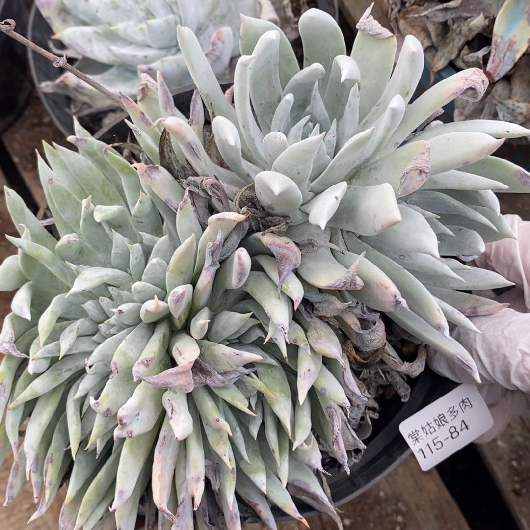 84号法瑞杂雪山缀多肉