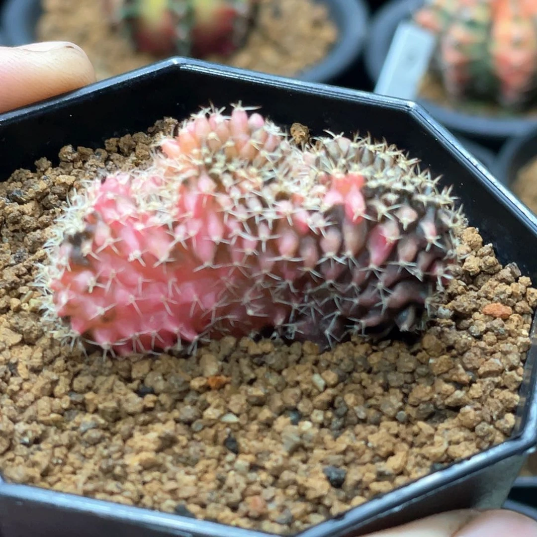 当前无花朵，栽培后可花朵