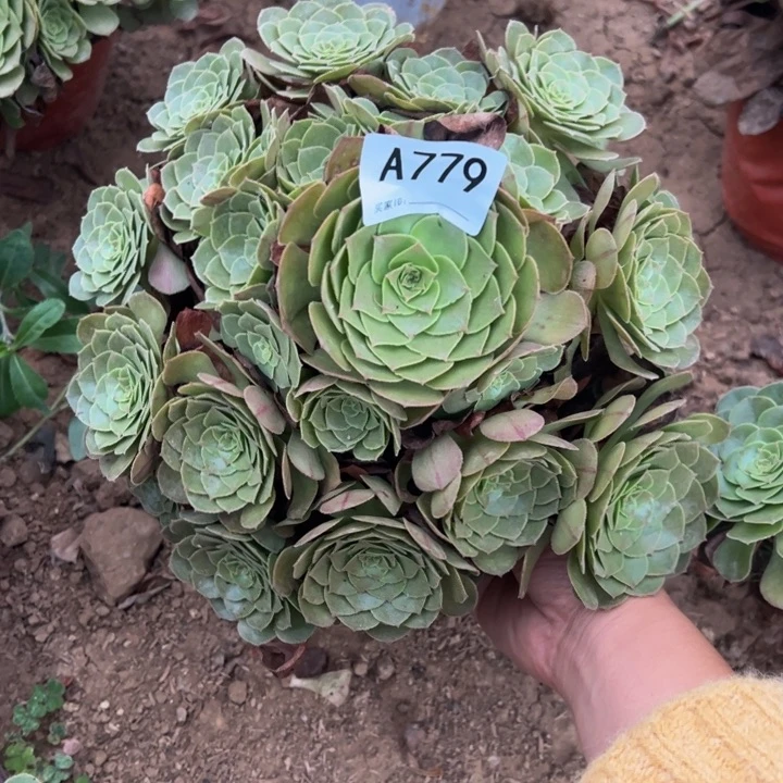 万圣节多肉植物779.