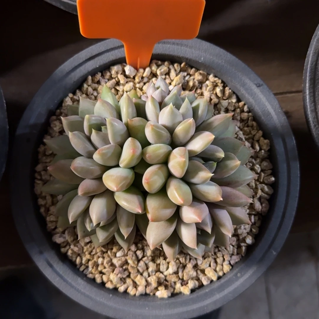 红象牙111111111111111111