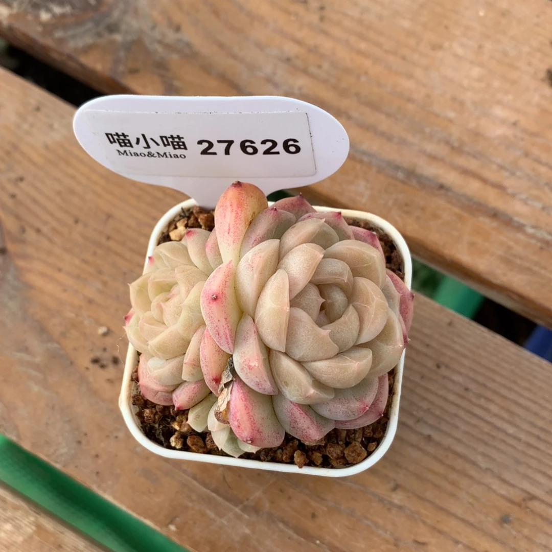 @****蒋多肉植物糖心珍妮