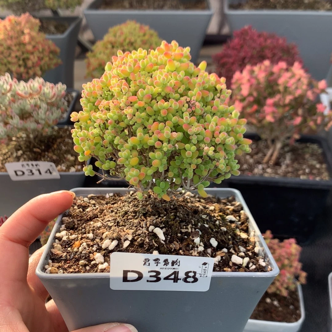 348蜜橘糖球