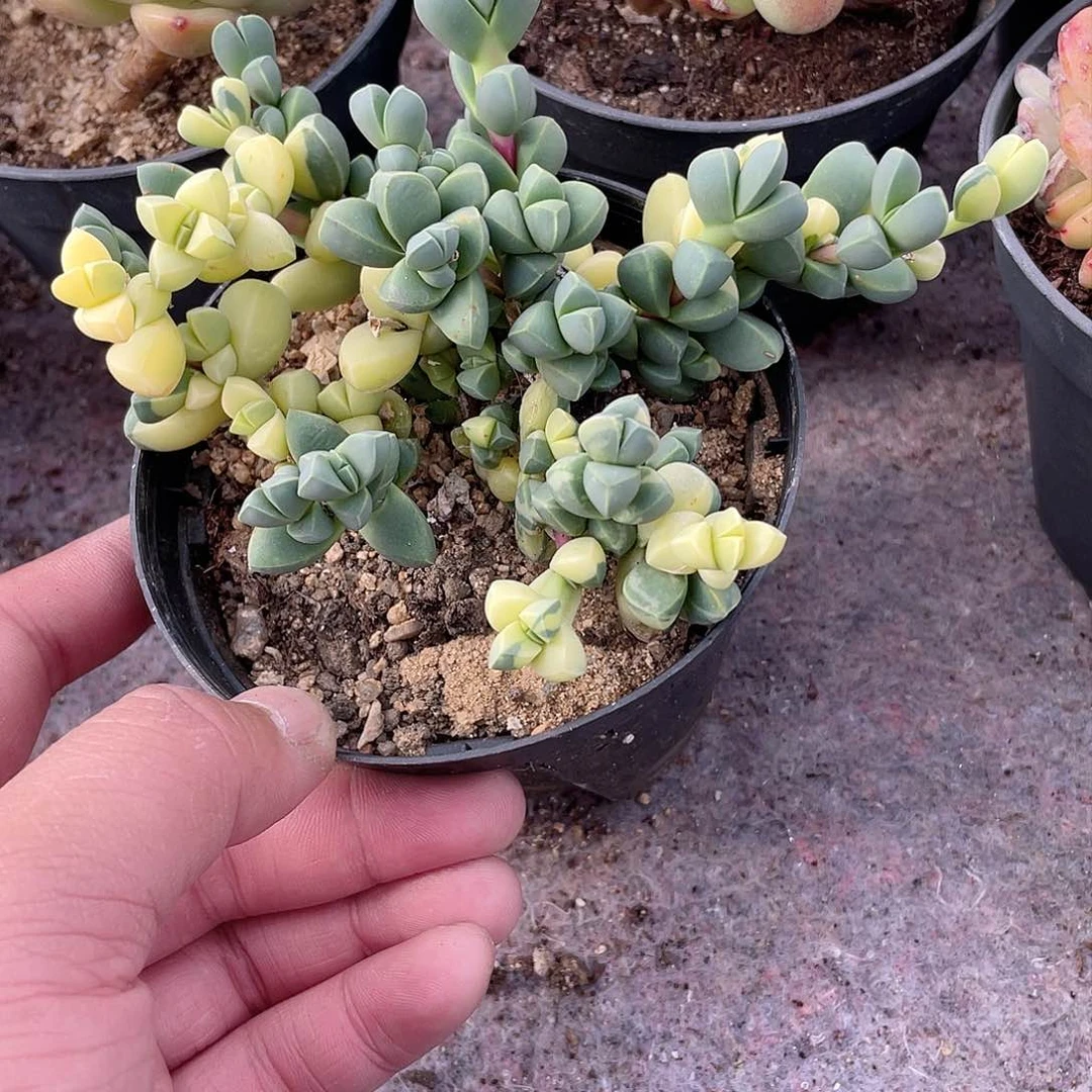 0333  鹿角海棠锦  六月六