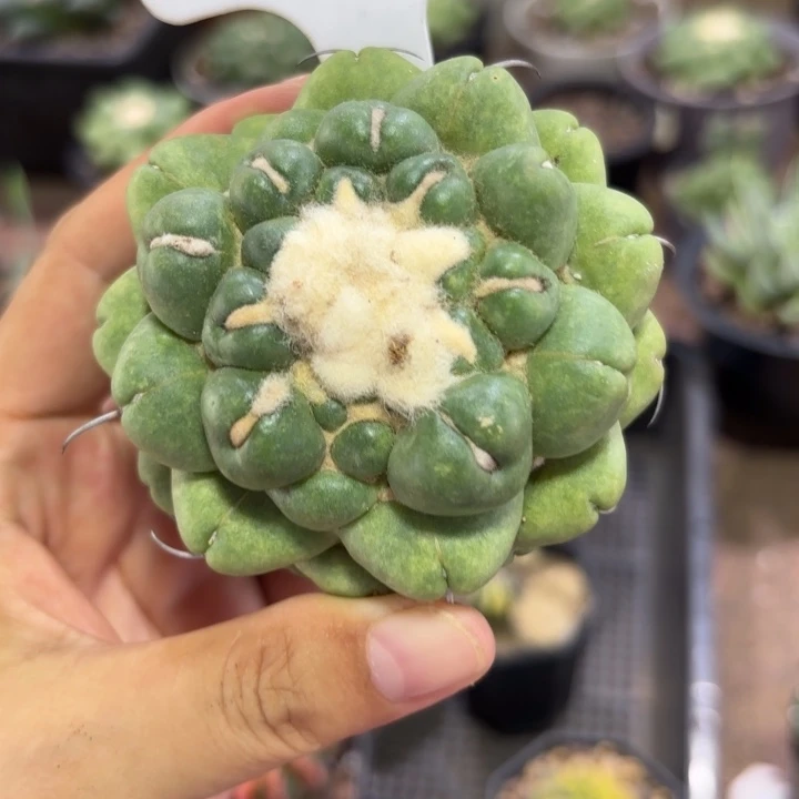 1061无刺象牙好养皮实