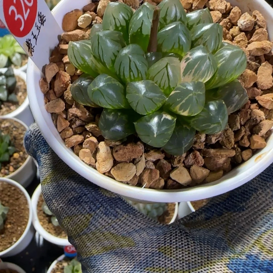 326紫王玉露锦 6 厘米左右一物一拍带盆