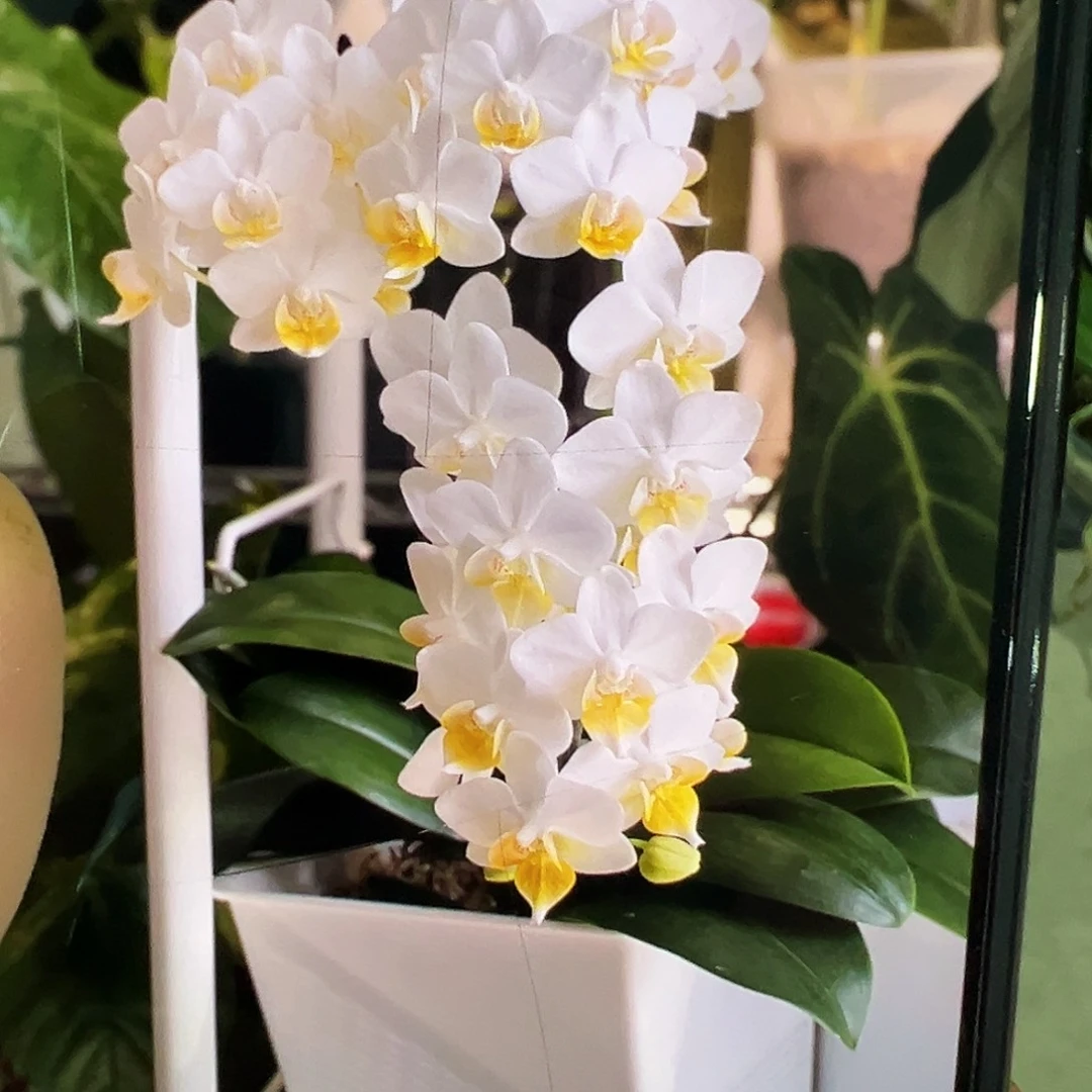 当前无花栽培后可以开花刘氏幻想浮力请凑单一颗不发货