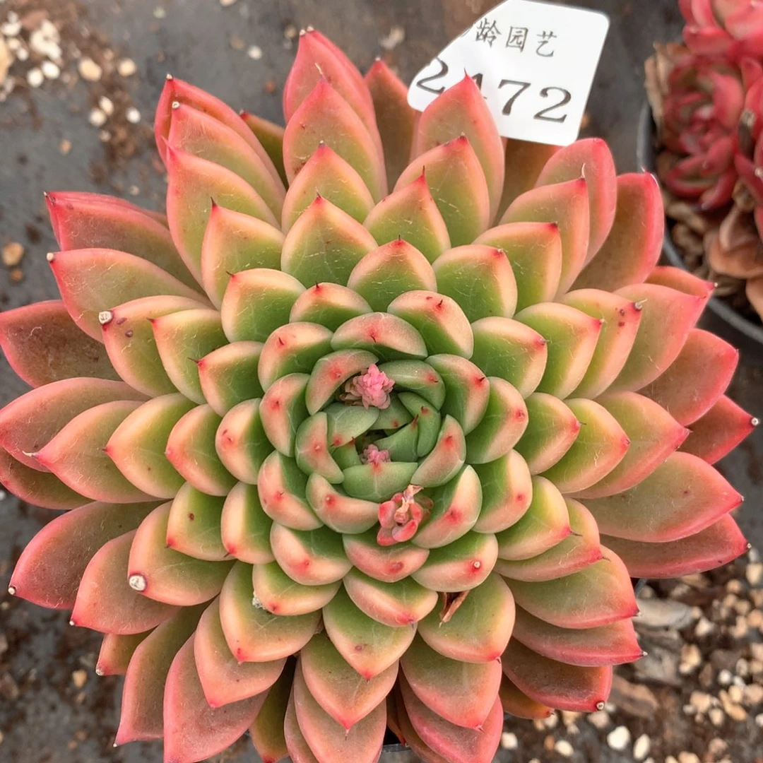 2472杂交多肉植物