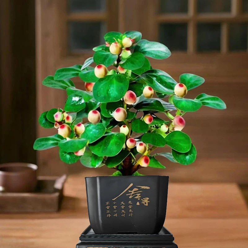 【精选 带盆带土】菩提盆栽带果老桩菩提树盆景中式禅意办公室植物