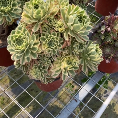 H*Y多肉植物组合拼盘20