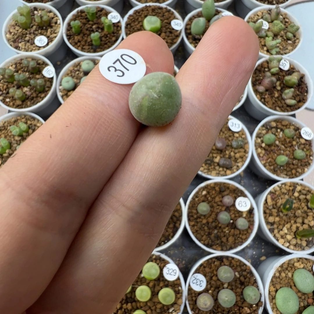 9***生空蝉一颗脱土3700000