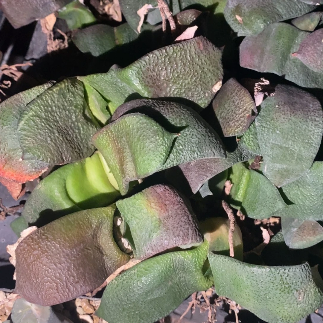 1741 一颗超大军配卧牛 铭品