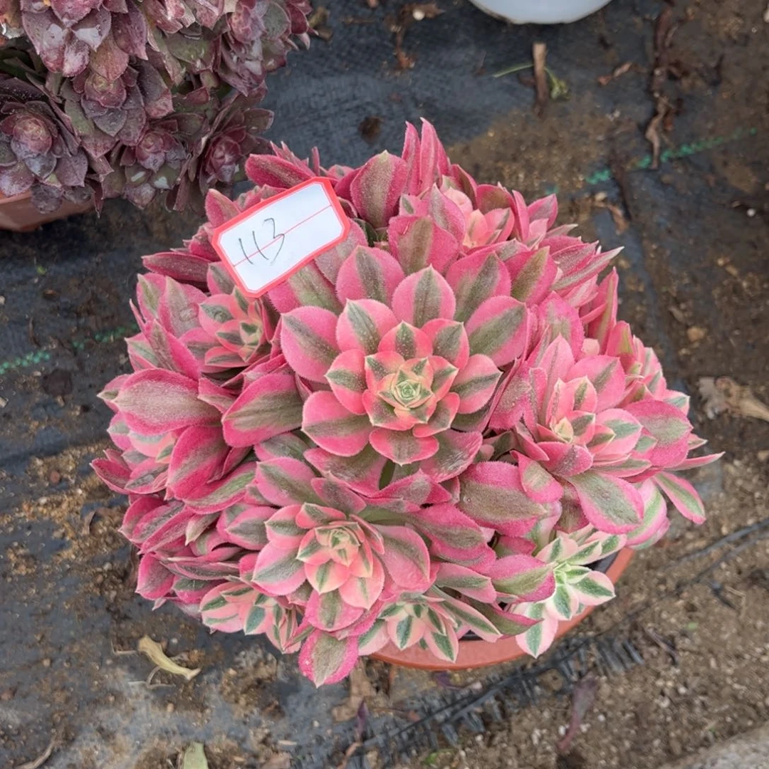 113多肉植物粉女巫