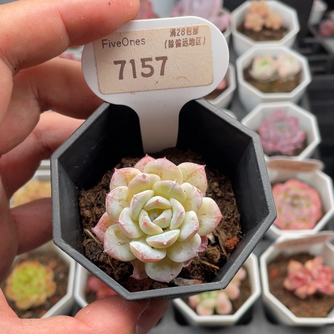 雪颜7157-4.0厘米