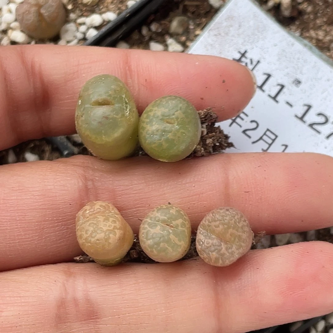 山*11-127肉锥多肉植物