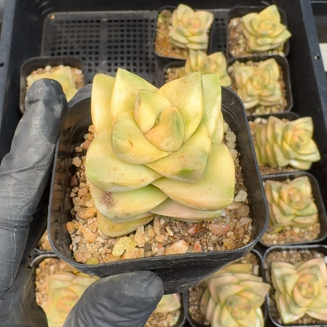 从前慢多肉精选编号1226.纪之川锦