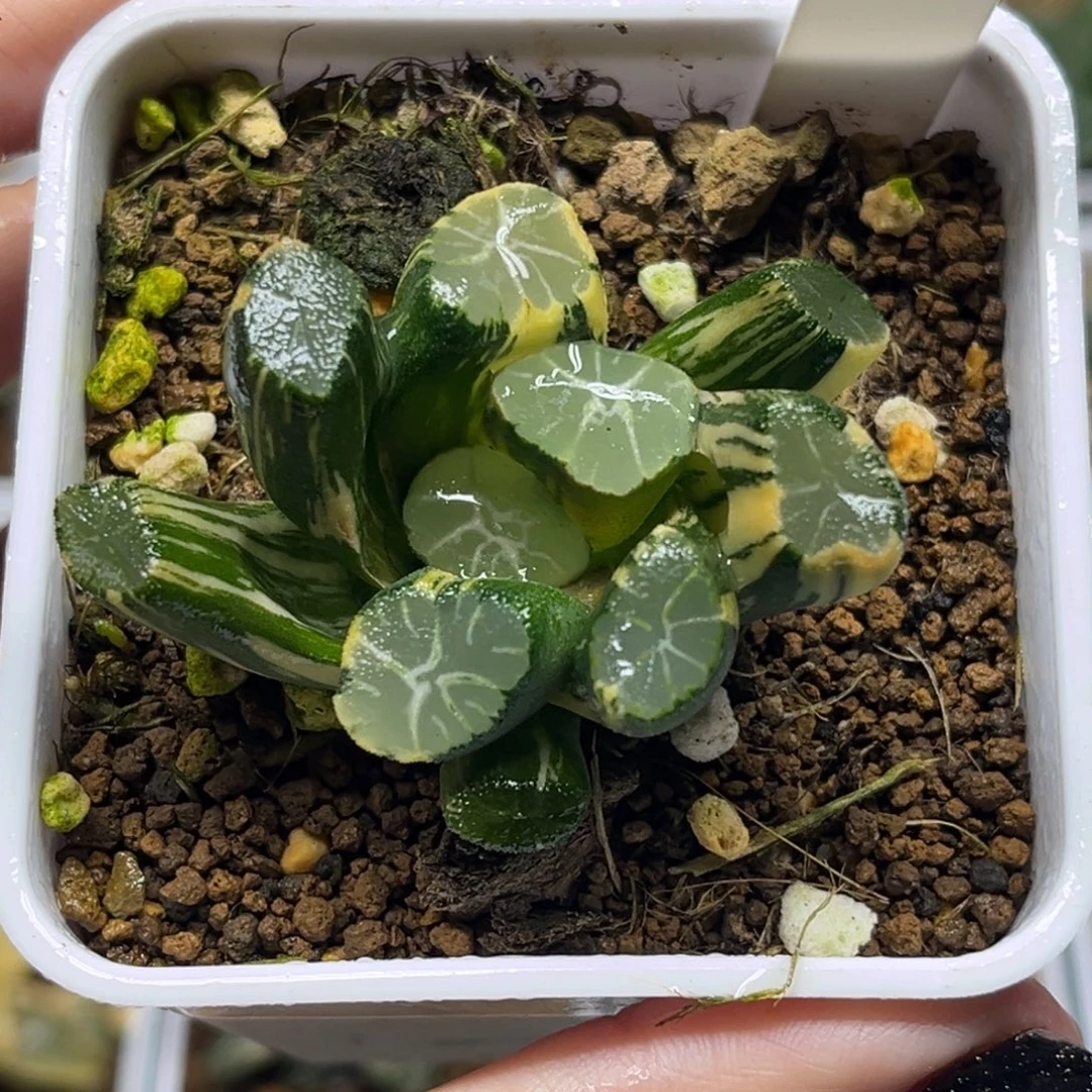 104雪葵万象锦福利专场