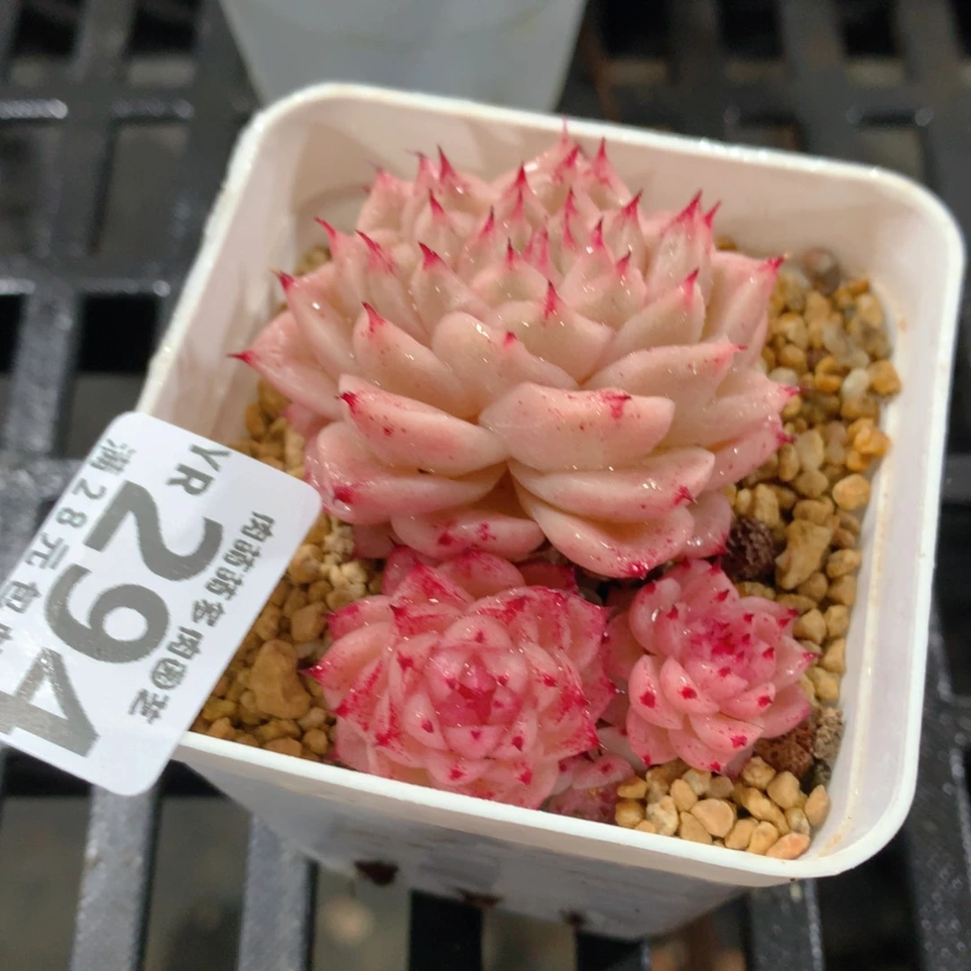 肉萌萌拇指盆精控多肉YR294