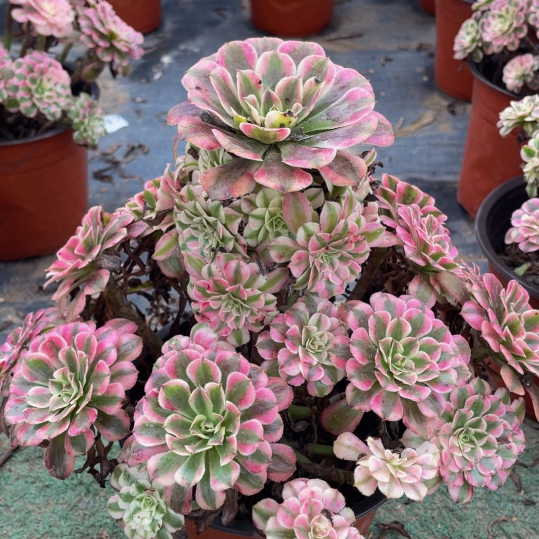 629红铜白精品法师多肉